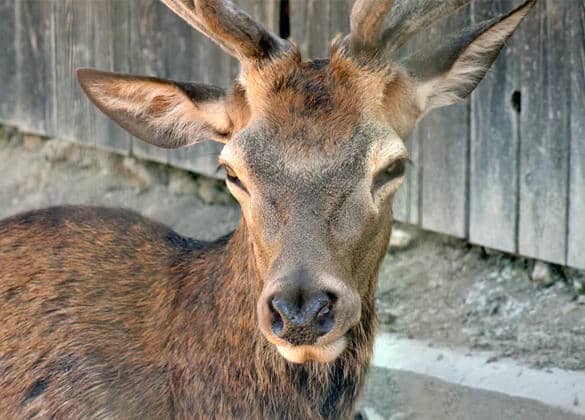 動物図鑑・アカシカ